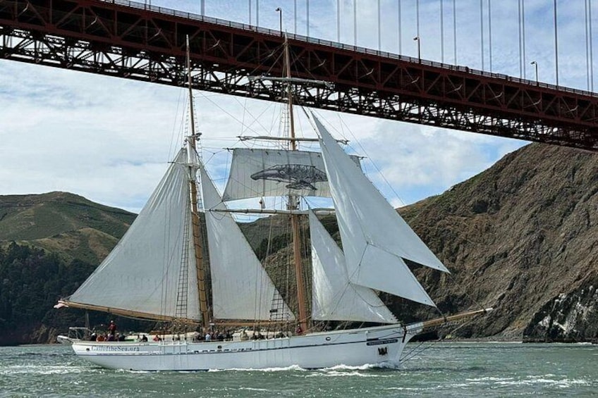 Brigantine MATTHEW TURNER sailigng under the Golden Gate Bridge 2