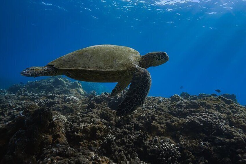 A sea turtle swimming near a coral reef. 1