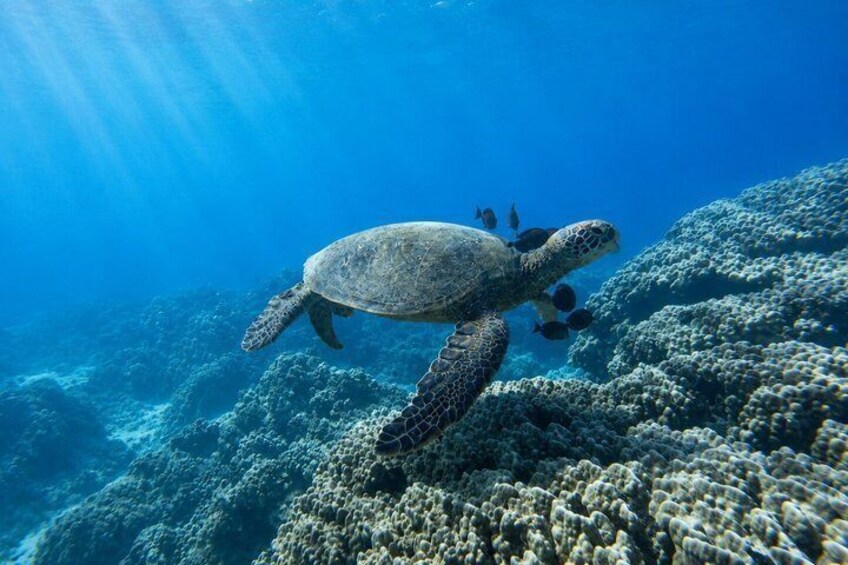 Turtle Town Sunset Kayak & Snorkel: Wailea 2
