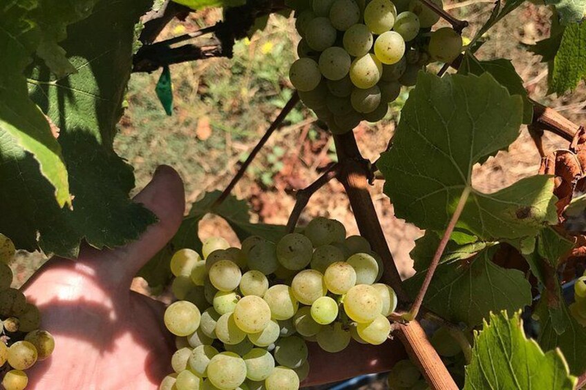 Chardonnay grapes 3