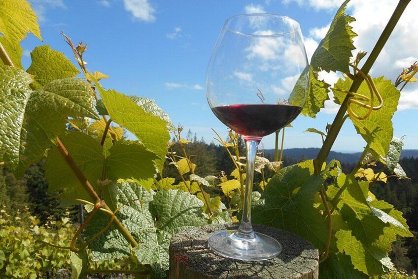 Tasting in the vineyard 4