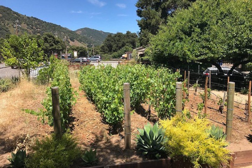 Boutique vineyard 3