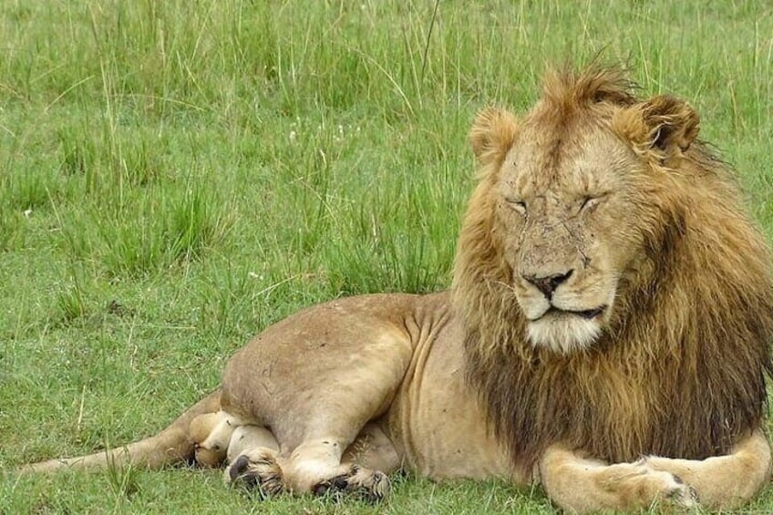 Half Day Classic Nairobi National Park Tour 1