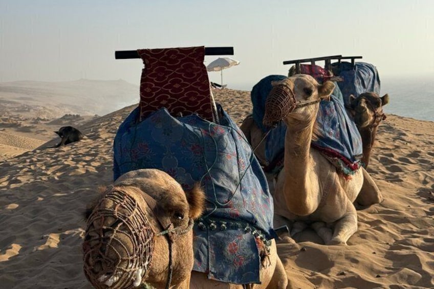 Dos camellos con sillas de montar y mantas en un paisaje desértico. 4
