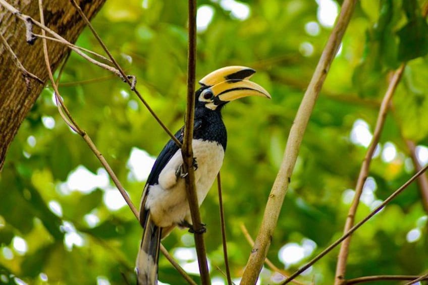 Een vogel met een grote gele snavel zit op een tak. 2