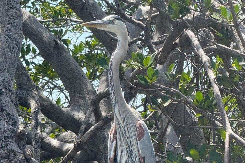 3 hour E.G. Simmons Park Mangrove Tunnel Tour 1