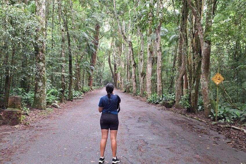 A person standing on a forest path. 5