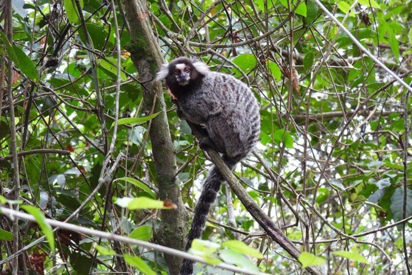 A monkey perched on a tree branch in a dense forest. 5