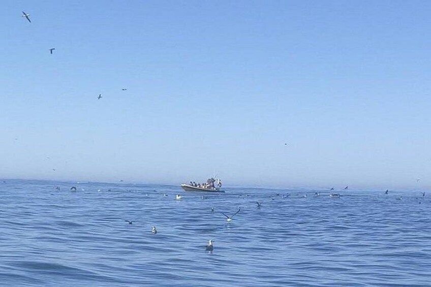 Un bote sobre aguas azules tranquilas, con gaviotas volando y posándose a su alrededor. 1