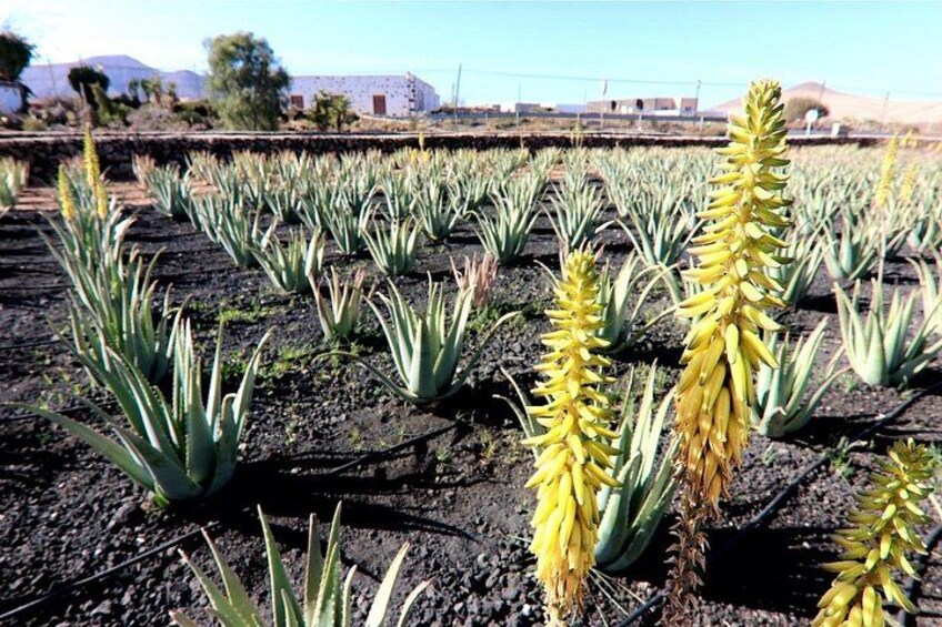 From South Fuerteventura: Betancuria tour with Cheese Tasting 2