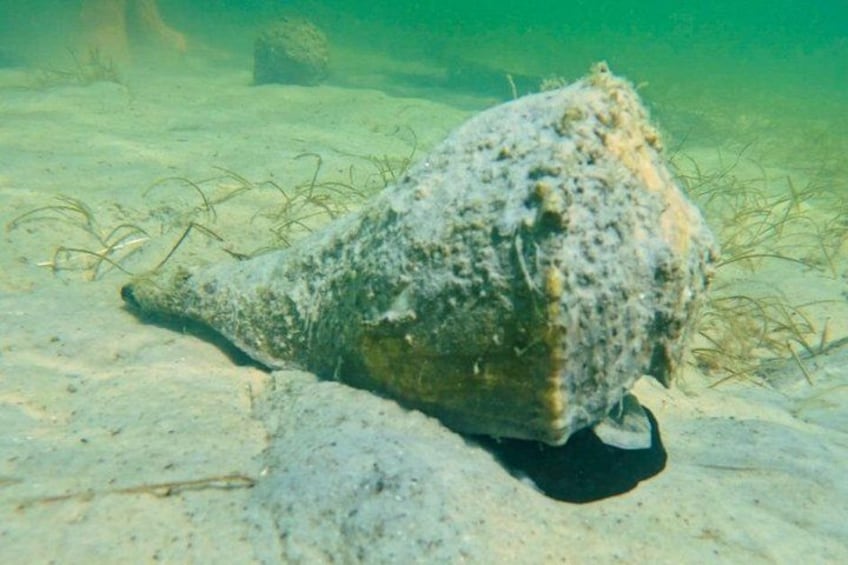 Una roca grande cubierta de percebes sobre un lecho marino arenoso. 4