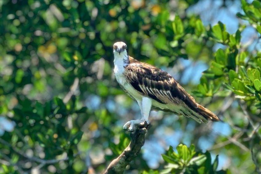 Un pájaro posado en una rama con un follaje verde denso al fondo. 3