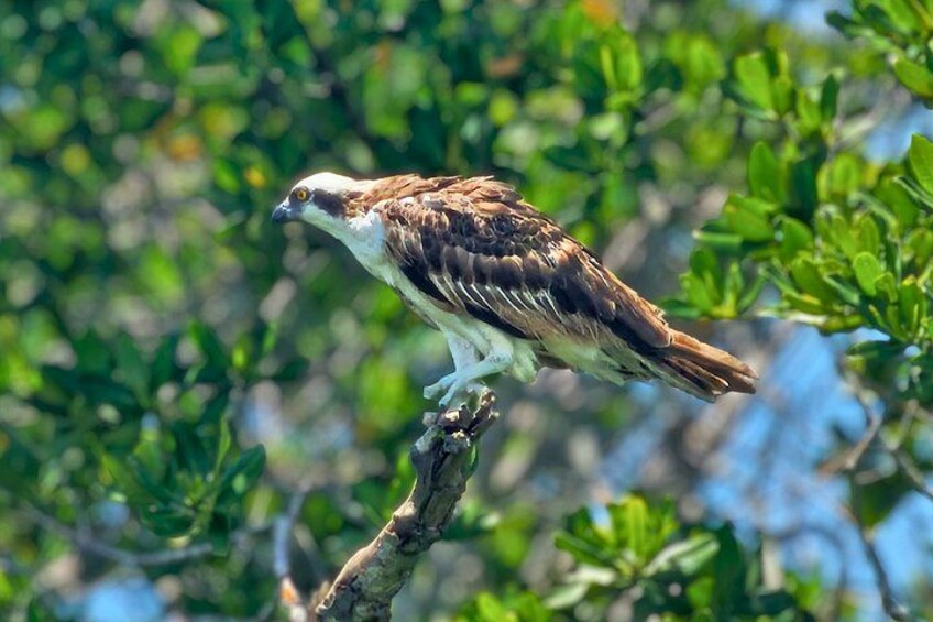 Un águila pescadora posada en una rama, con un denso follaje verde al fondo. 2
