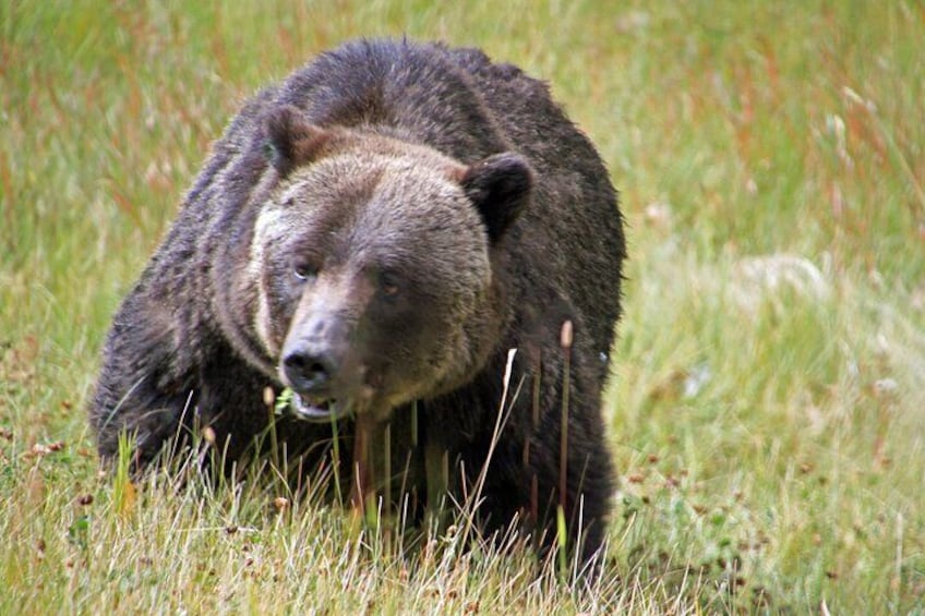 wildlife viewing opportunities - grizzly bear 4