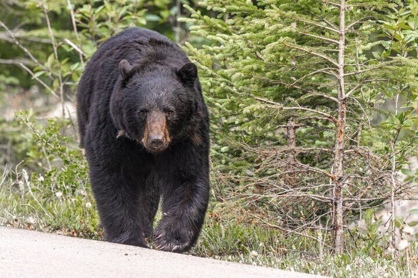 wildlife viewing opportunities - black bear 5