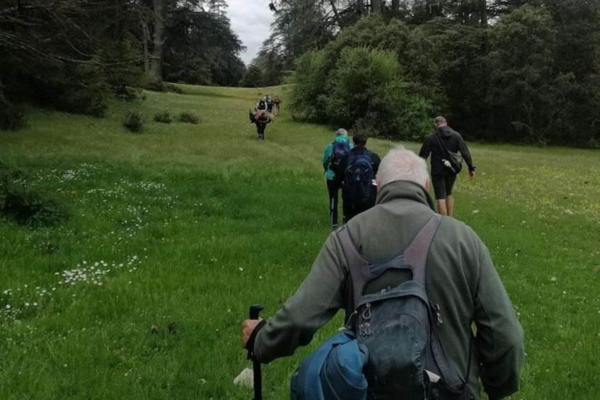 One Path, Many Smiles — Enjoy the journey together — from Sabab’s oak woods to the cedar giants of Sahab Forest and beyond. 4