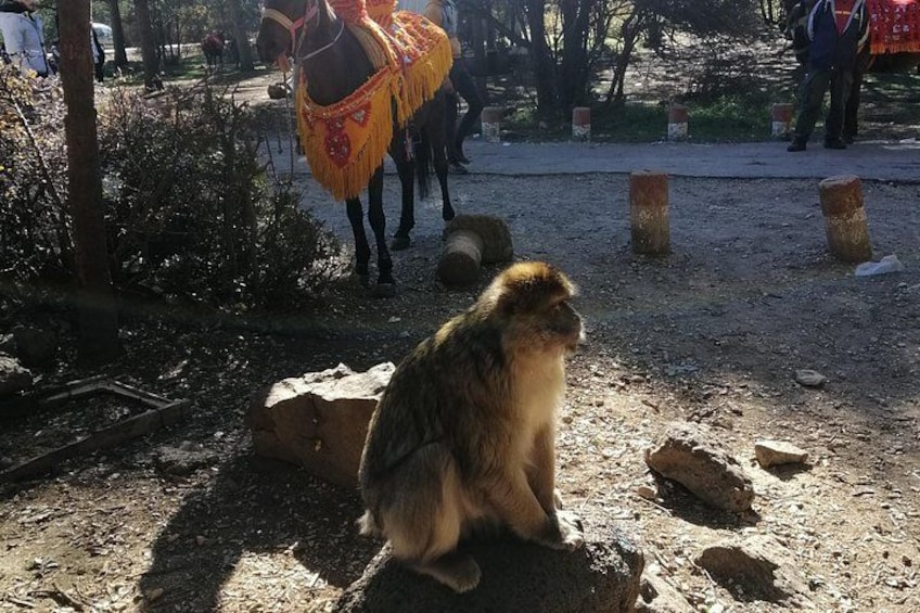 Barbary Macaque or macaca sylvanus in IfraneNationalPark. 2