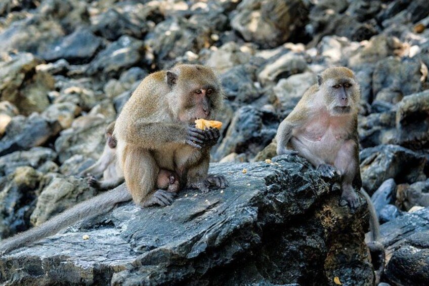 Two monkeys sitting on rocks. 3