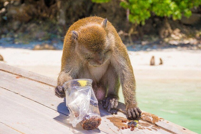 A monkey sitting on a wooden platform by a body of water, with a plastic cup and some food items nearby. 2