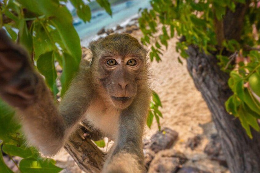 A monkey on a tree branch near a beach. 5