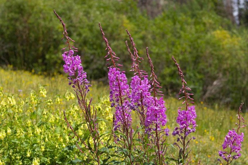 Lila blommor på en äng med grönt lövverk i bakgrunden. 2