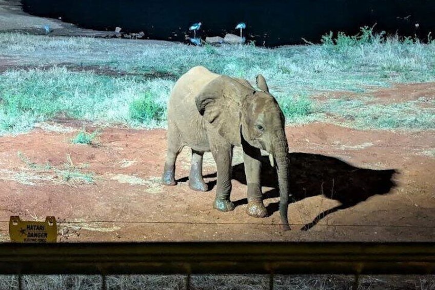 A baby elephant standing on a dirt ground with a warning sign nearby. 5