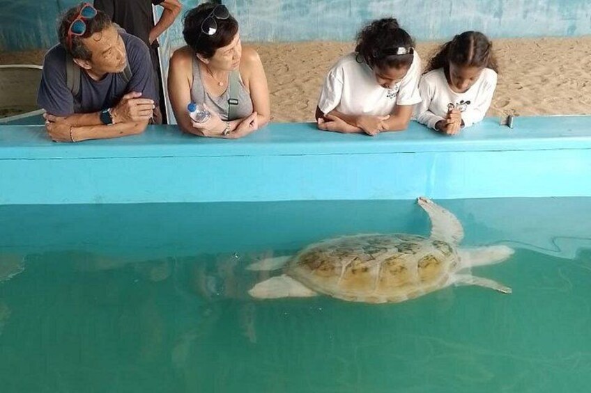 Kosgoda Sea Turtle Conservation Projec 3