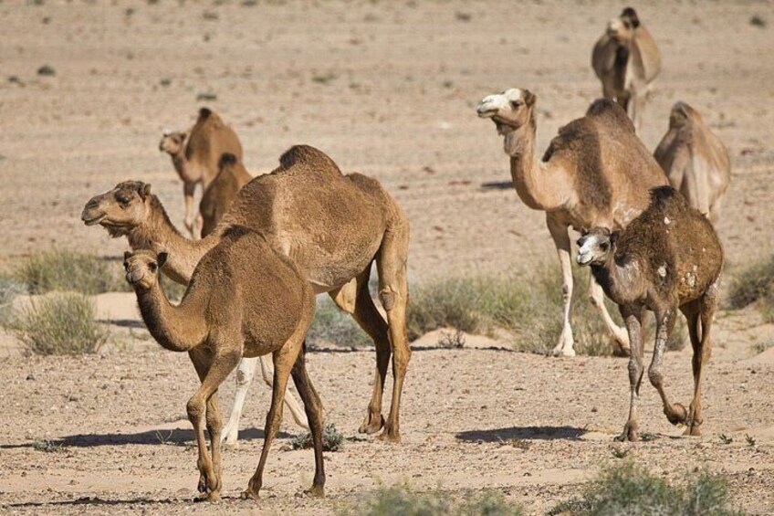 A group of camels in a desert landscape. 2