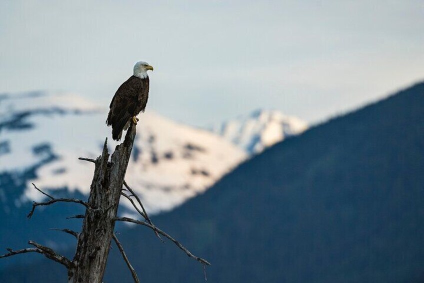 Un águila posada sobre una rama de árbol seco, con montañas nevadas al fondo. 4