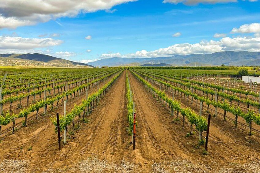 Shared Temecula Wine Tour from Newport Beach 2