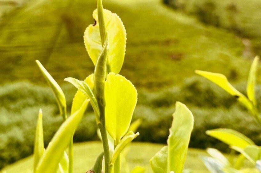 Dream path of Sri Lanka 7 Days 4
