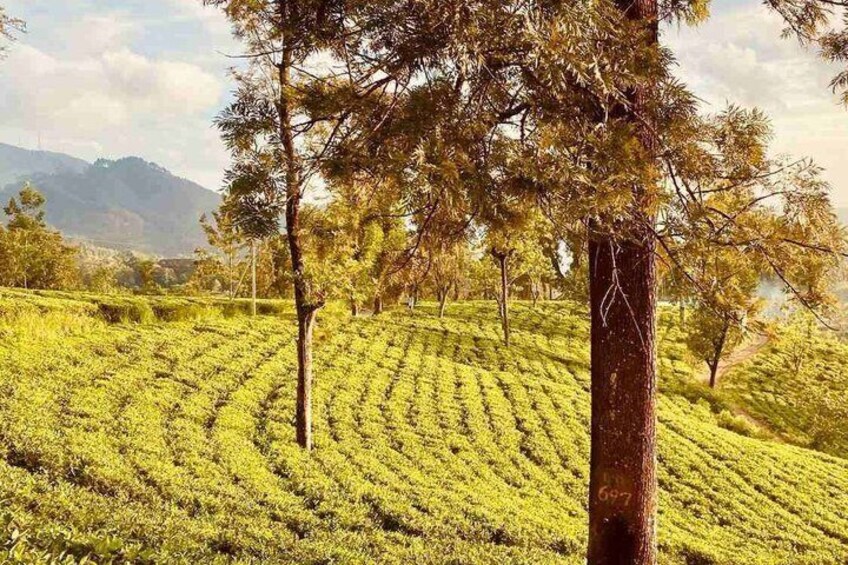 Dream path of Sri Lanka 7 Days 2