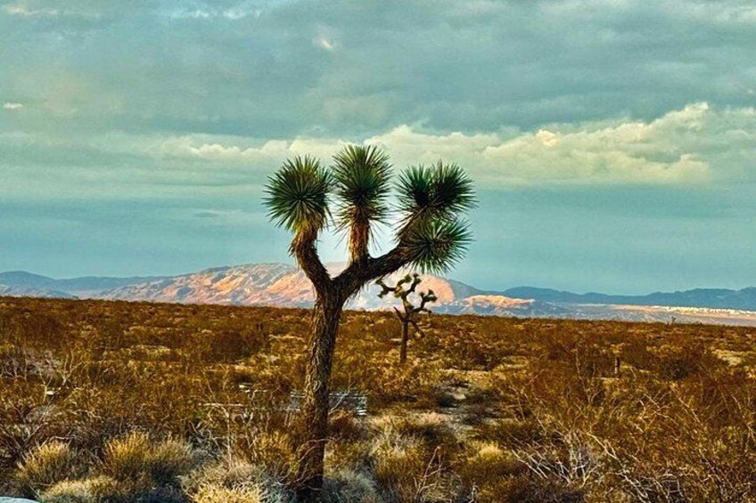 Un árbol de Josué en un paisaje desértico con montañas al fondo. 4