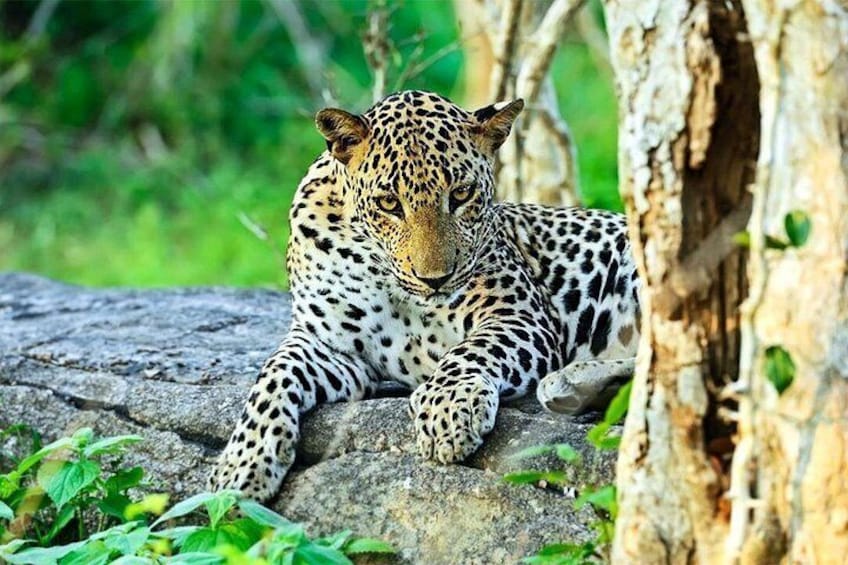 Sri Lankan Leopard 3