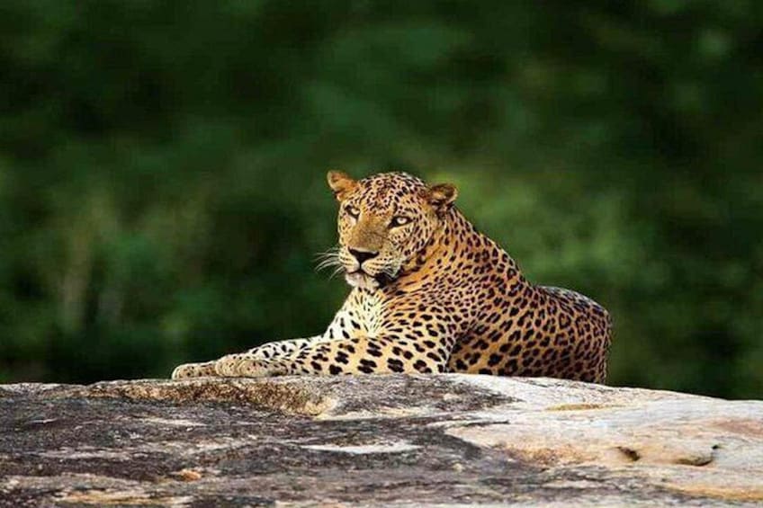 Sri Lankan Leopard 2