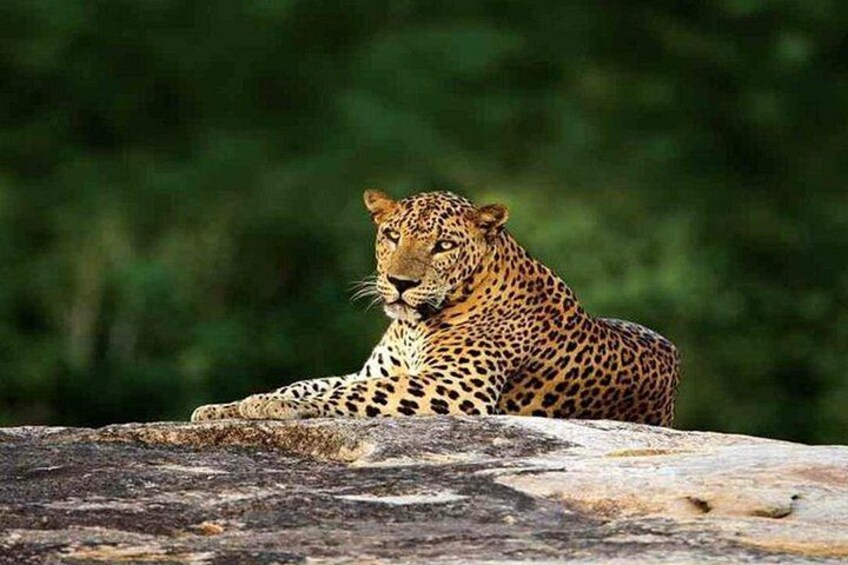 Sri Lankan Leopard 2