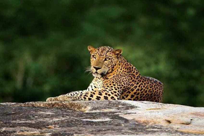 Sri Lankan Leopard 2