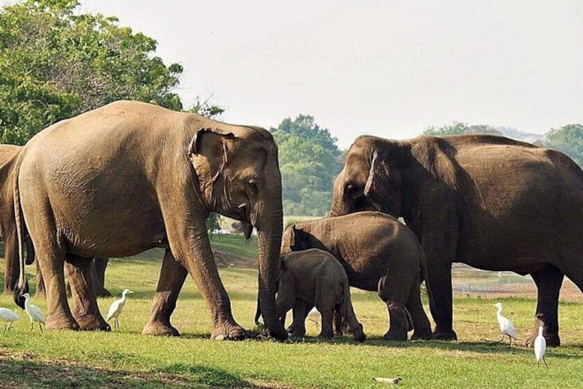 Sri Lankan Elephant 4