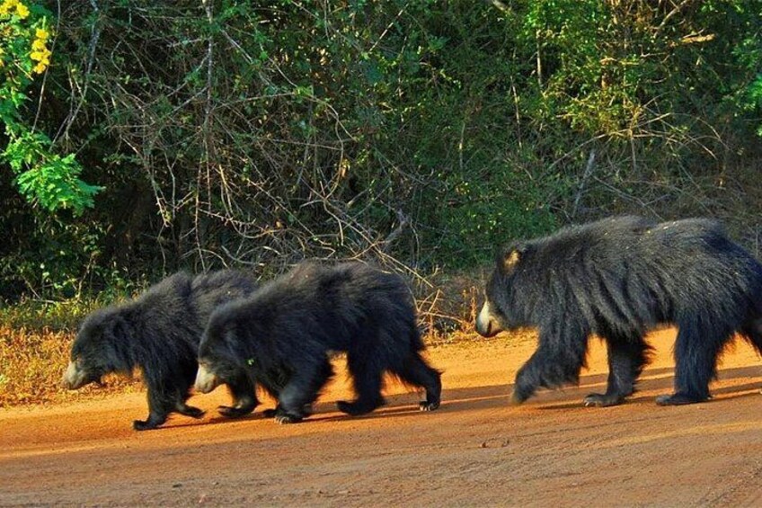Sri Lankan Sloth Bear 2
