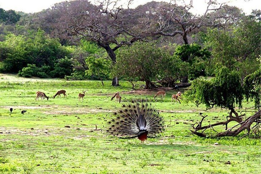 Sri Lankan Peacock 4