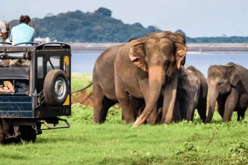 Sri Lankan Elephant 3