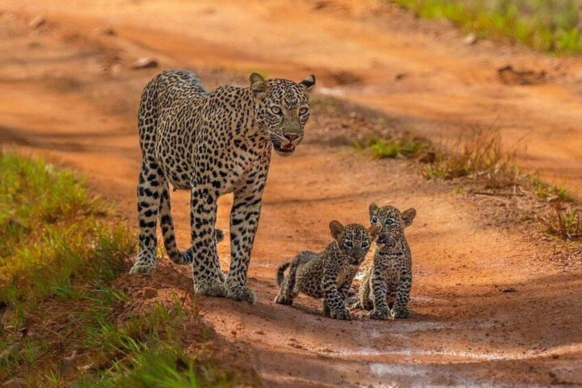 Special Leopards Safari Yala National park - 04.30 am to 11.30 am 4