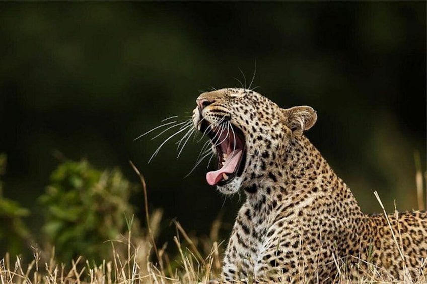 Sri Lankan Leopard 3
