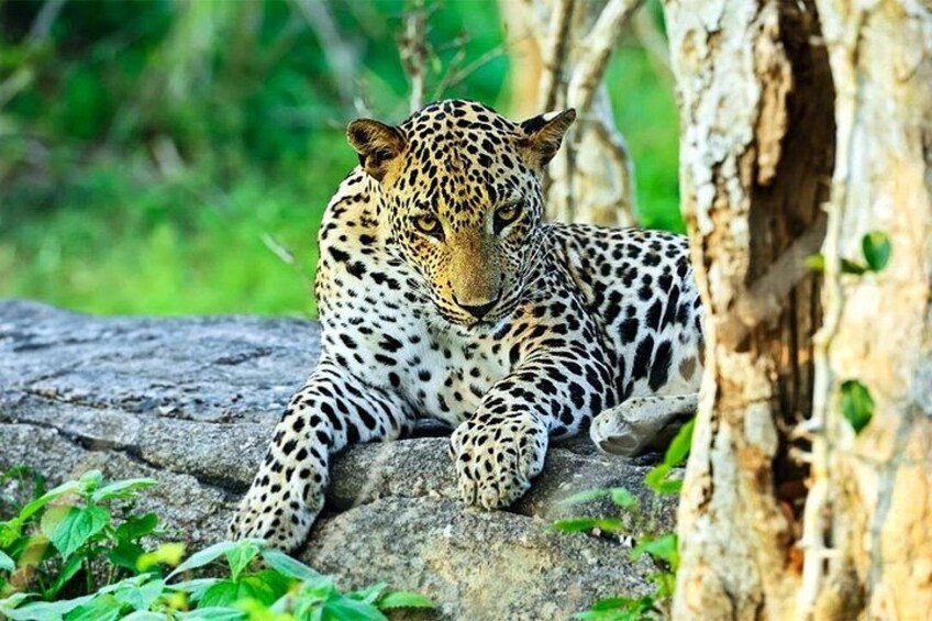 Sri Lankan Leopard 2