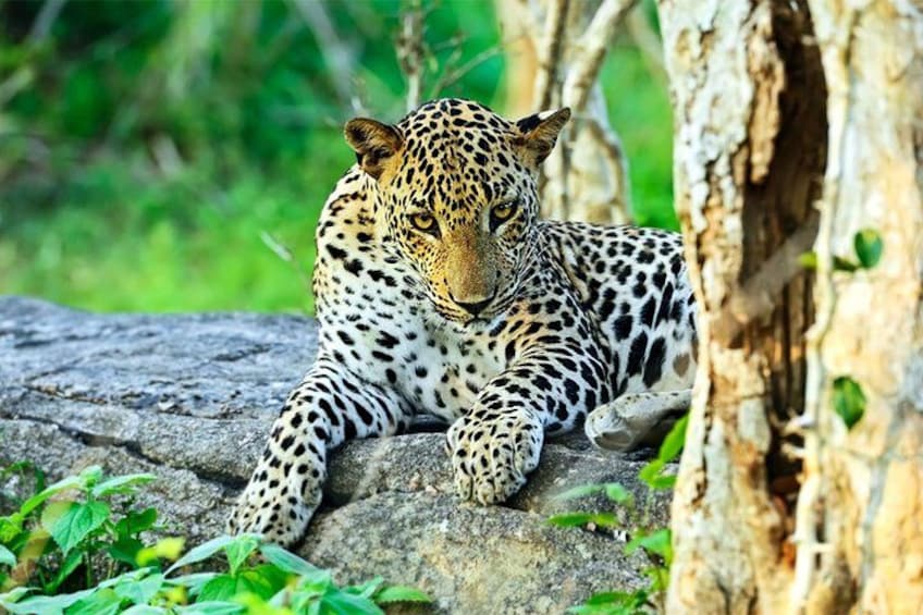 Sri Lankan Leopard 5