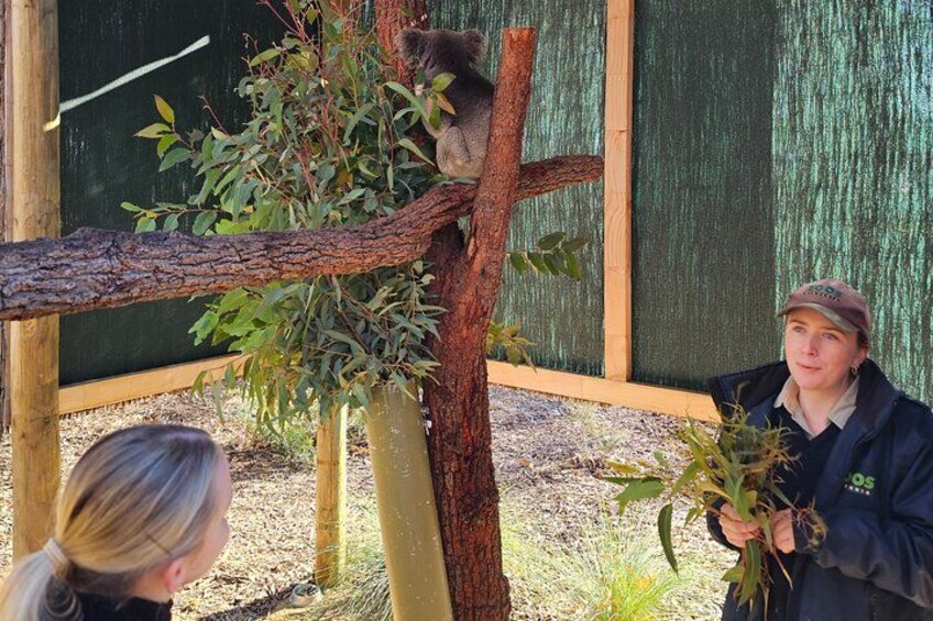 A koala on a tree branch, a person holding a plant, and a wooden fence. 3