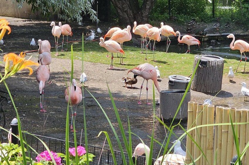 Flamingos at the Zoo 2