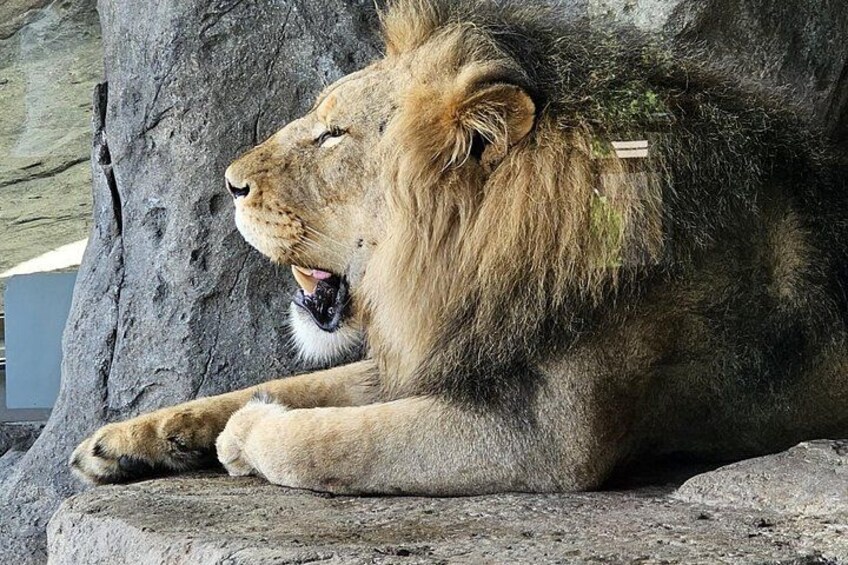 A Lion at Lincoln Park Zoo 2