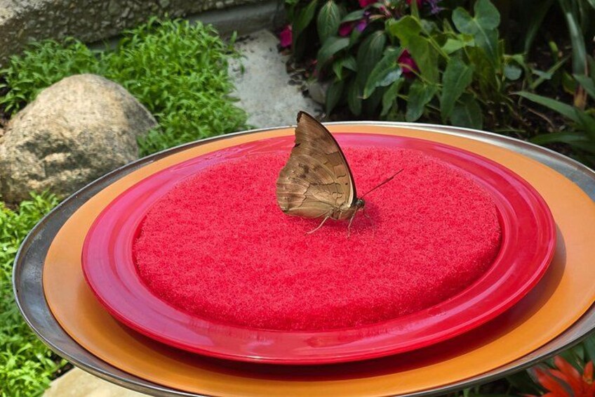 Inside the Butterfly Haven 5