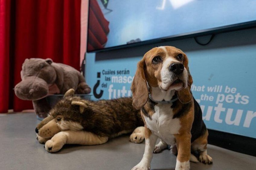 Museum of Happiness Madrid: Explore the future of pets in an interactive room that invites you to imagine, play, and connect with the animal world. 3